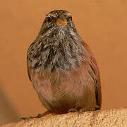 House Bunting