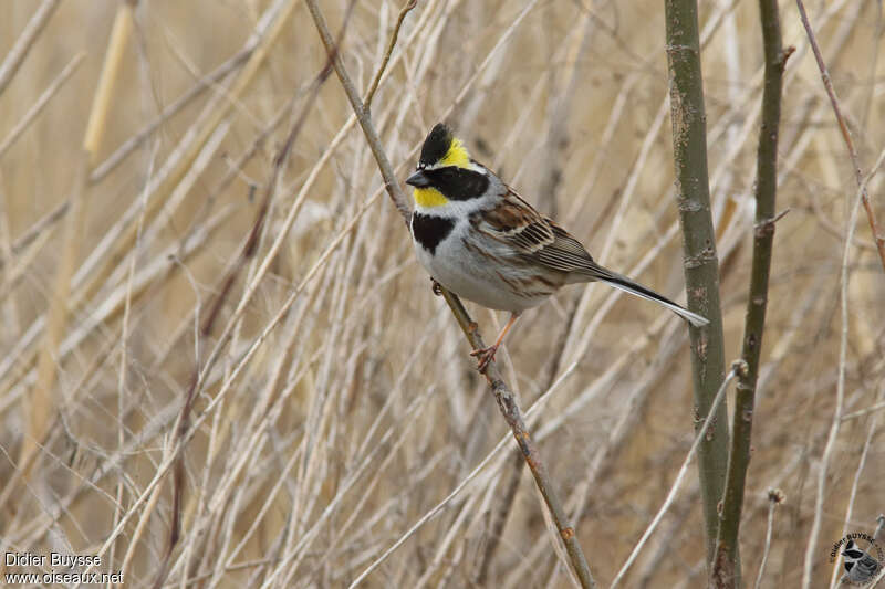 Yellow-throated Bunting male adult breeding, identification