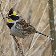 Yellow-throated Bunting