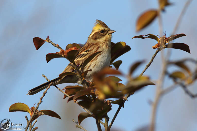 Bruant élégant femelle adulte, identification