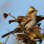 Yellow-throated Bunting