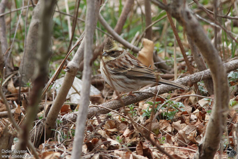 Bruant élégant femelle adulte, identification