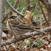 Yellow-throated Bunting