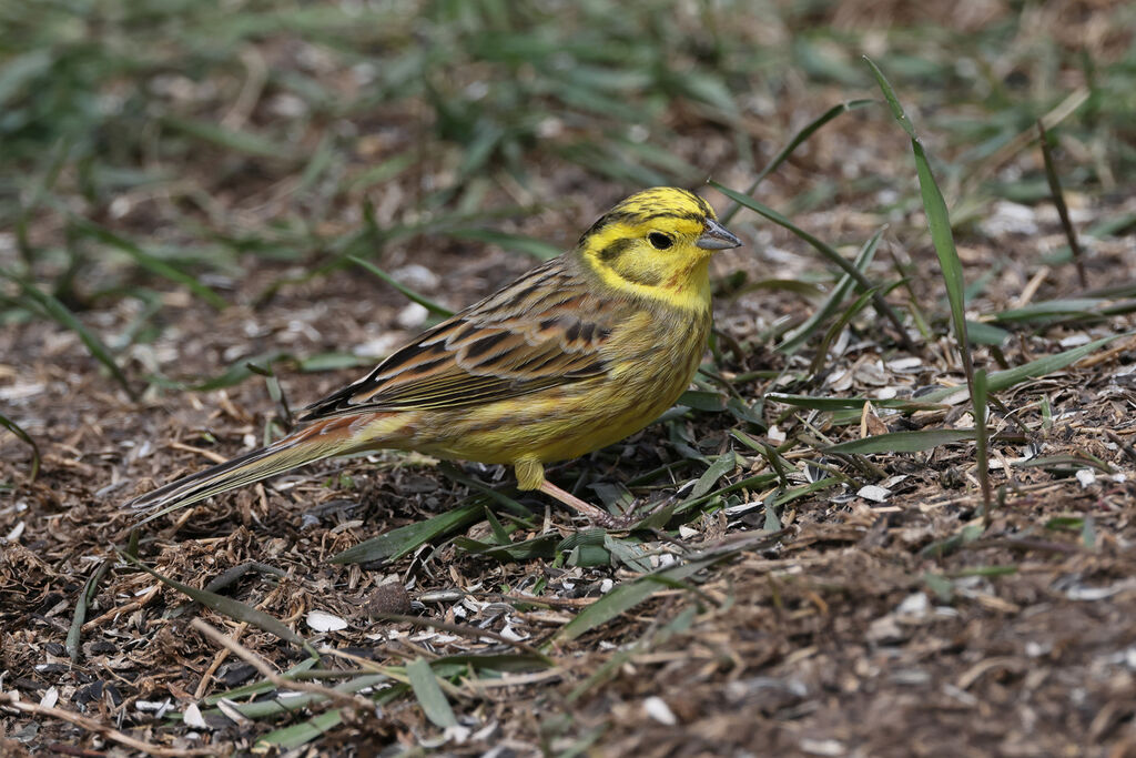 Bruant jaune mâle adulte