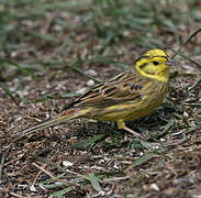 Yellowhammer