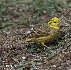 Bruant jaune