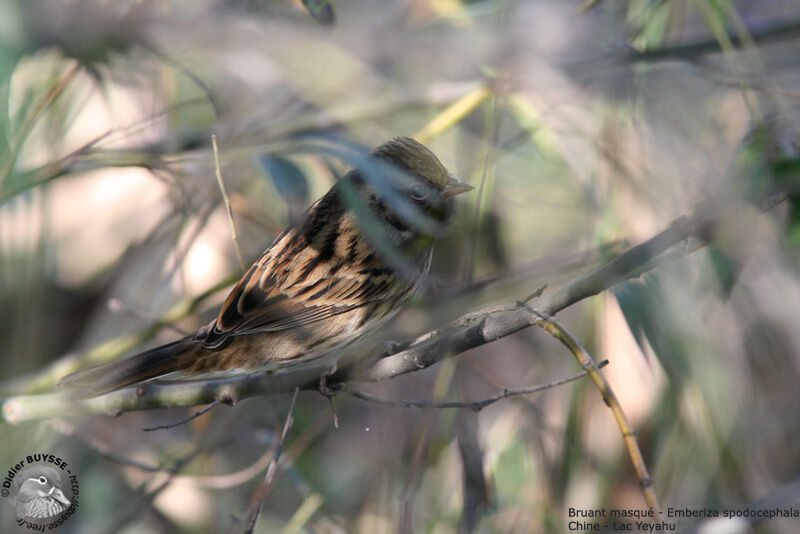 Black-faced Bunting