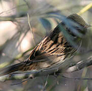 Black-faced Bunting