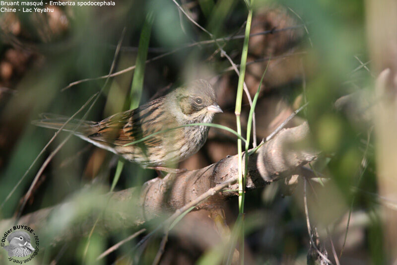 Black-faced Bunting male