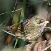 Black-faced Bunting