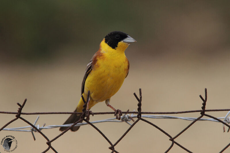 Black-headed Bunting male adult breeding, identification