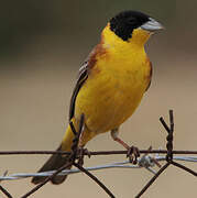 Black-headed Bunting