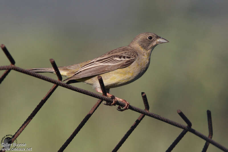 Black-headed Bunting female adult breeding, identification