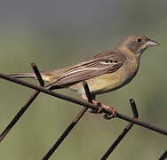 Black-headed Bunting