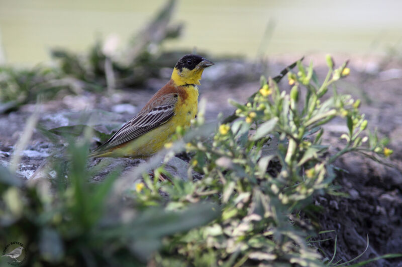 Black-headed Bunting, identification