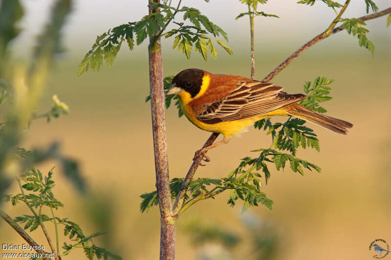 Black-headed Bunting male adult breeding, identification