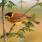 Black-headed Bunting