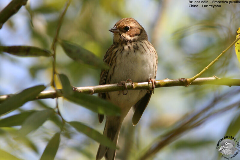 Bruant nain, identification