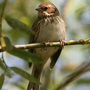 Little Bunting