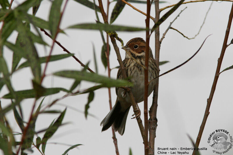 Bruant nain, identification