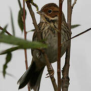 Little Bunting