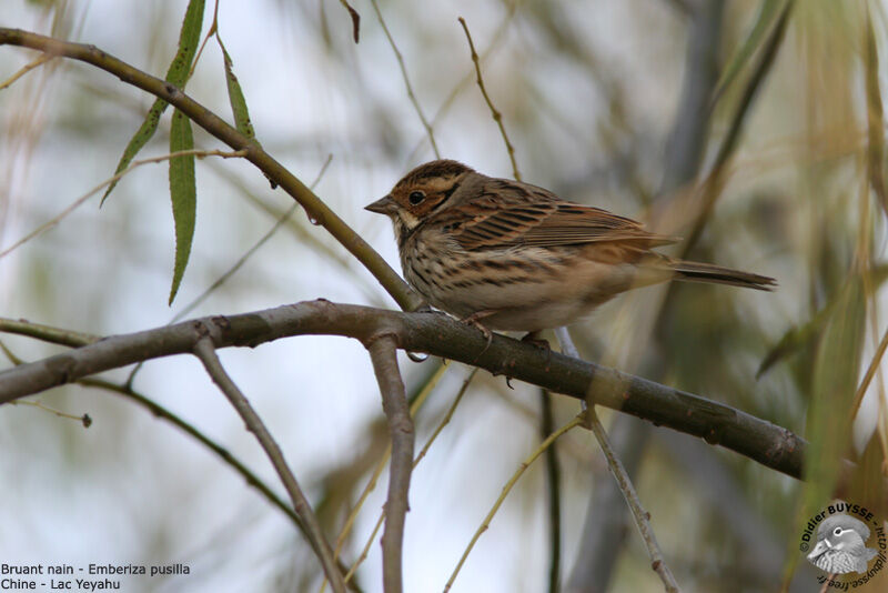 Little Bunting