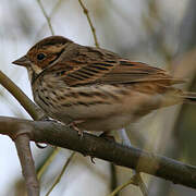 Little Bunting