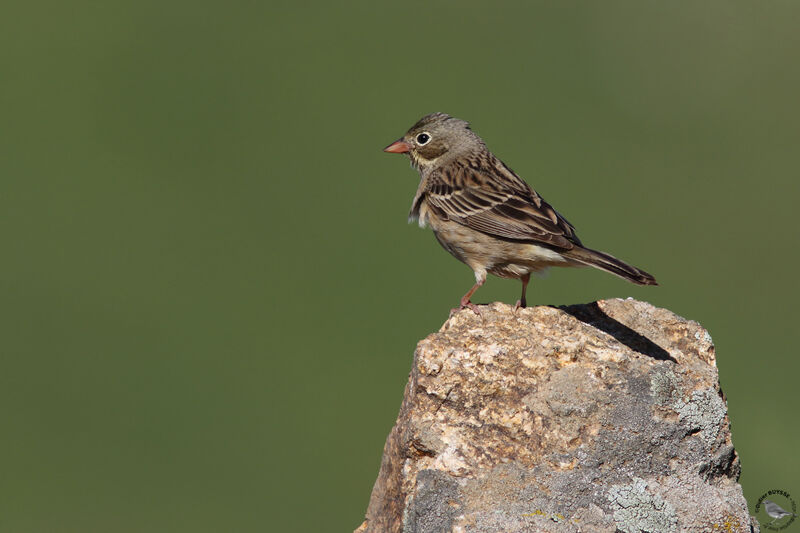 Bruant ortolan femelle adulte, identification