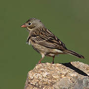 Ortolan Bunting