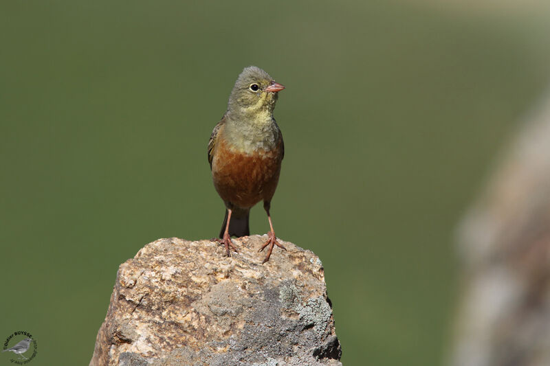 Bruant ortolan mâle adulte, identification