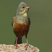 Ortolan Bunting