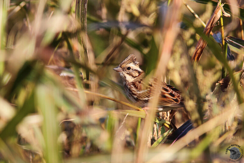 Bruant rustique mâle 1ère année, identification