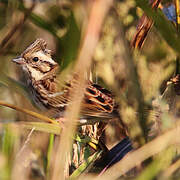 Rustic Bunting