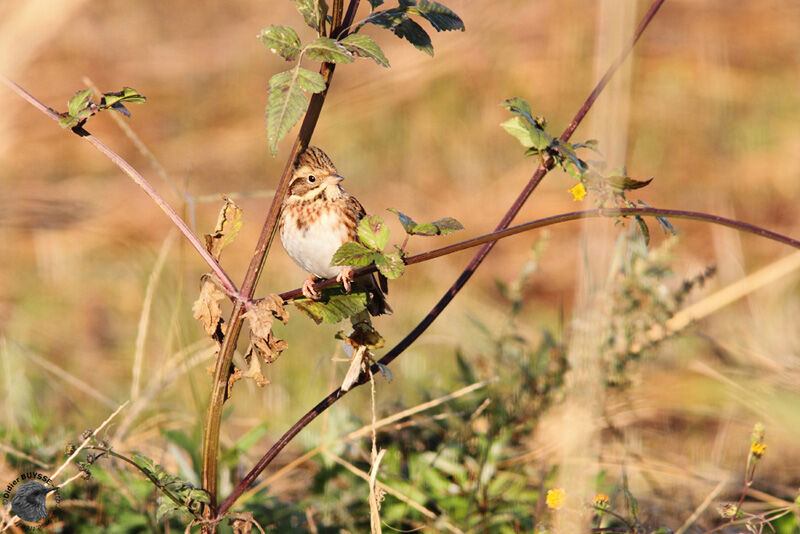 Bruant rustique femelle 1ère année, identification