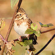 Rustic Bunting