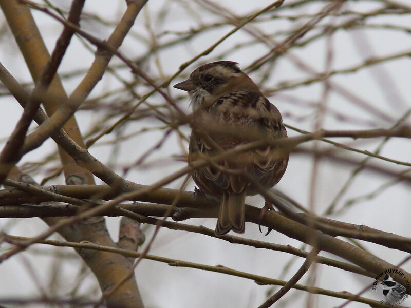 Bruant rustique mâle adulte, identification