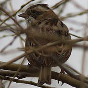 Rustic Bunting