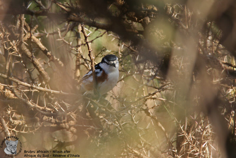 Brubru africain, identification