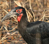 Southern Ground Hornbill