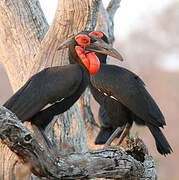 Southern Ground Hornbill