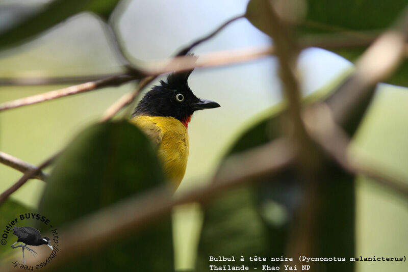 Black-crested Bulbul