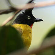 Black-crested Bulbul