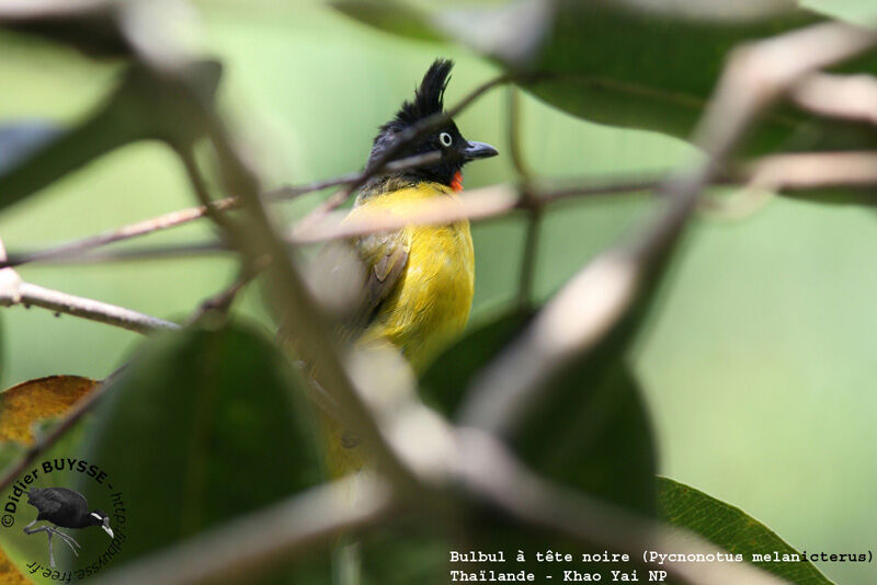 Bulbul à huppe noireadulte nuptial