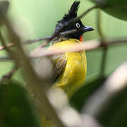 Bulbul à huppe noire