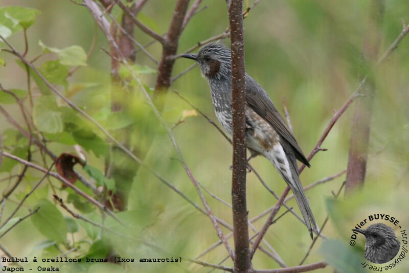 Bulbul à oreillons brunsadulte