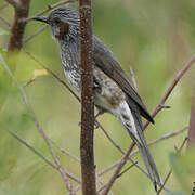 Bulbul à oreillons bruns