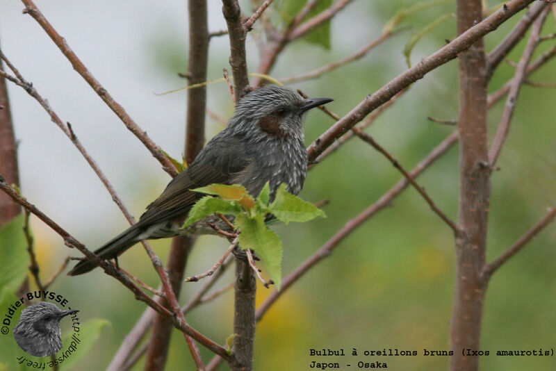 Brown-eared Bulbul