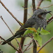 Bulbul à oreillons bruns