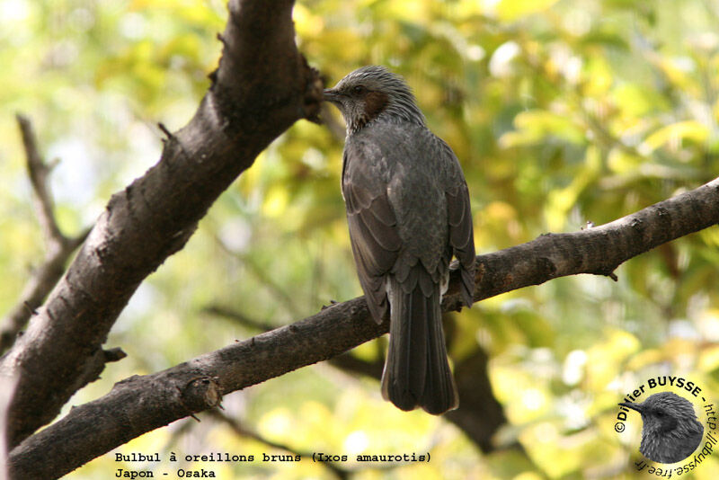 Bulbul à oreillons brunsadulte