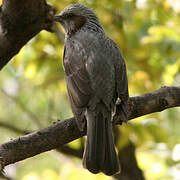 Brown-eared Bulbul